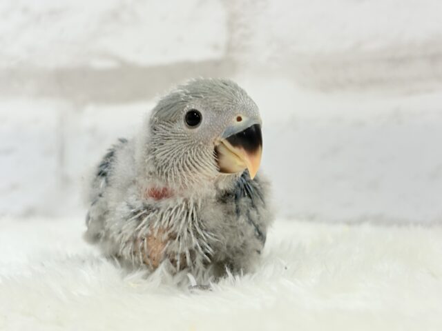 広くて深い海みたい🐣🌊コザクラインコ(ブルー) ヒナ コザクラインコ(小桜インコ)