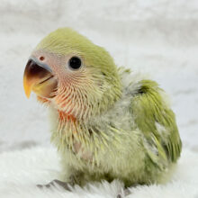 おめめきらきらよもぎちゃん🍡🍵コザクラインコ(シナモン) ヒナ