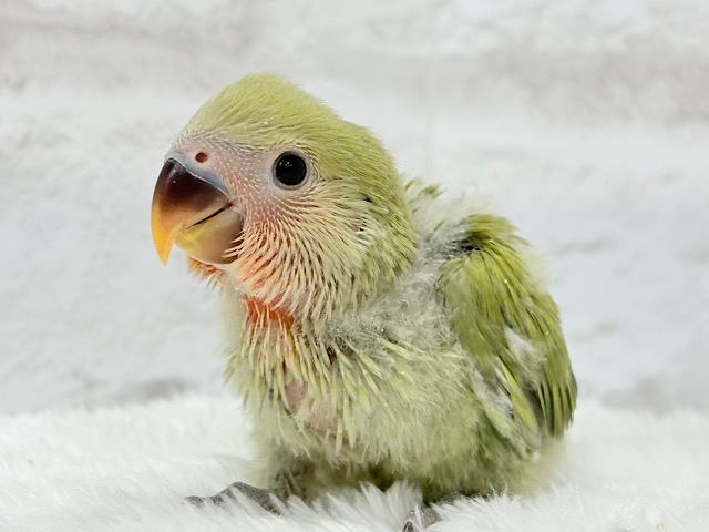 おめめきらきらよもぎちゃん🍡🍵コザクラインコ(シナモン) ヒナ