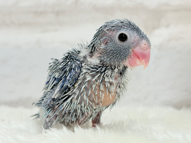 おチビっ子怪獣⋆͛🦕⋆マメルリハ(ブルー) 男の子 ヒナ