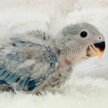広くて深い海みたい🐣🌊コザクラインコ(ブルー) ヒナ