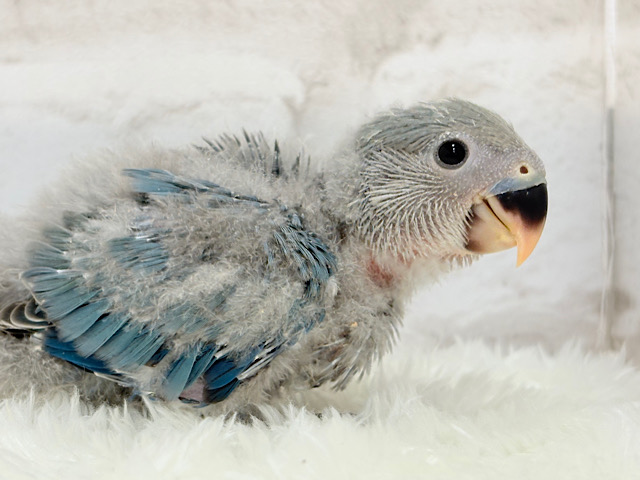 広くて深い海みたい🐣🌊コザクラインコ(ブルー) ヒナ 広くて深い海みたい🐣🌊コザクラインコ(ブルー) ヒナ
