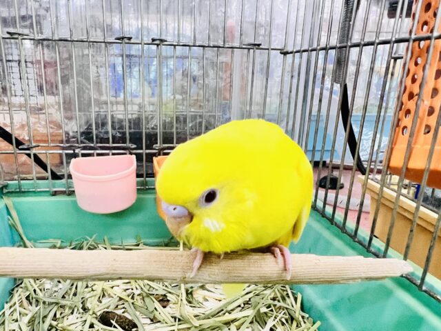セキセイインコ