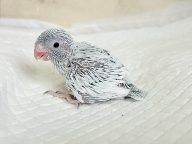 白い世界のお姫様🐣👑💗マメルリハ(アメリカンホワイト)女の子 ヒナ マメルリハ