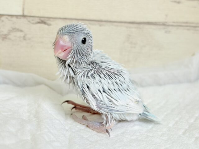 白い世界のお姫様🐣👑💗マメルリハ(アメリカンホワイト)女の子 ヒナ マメルリハ