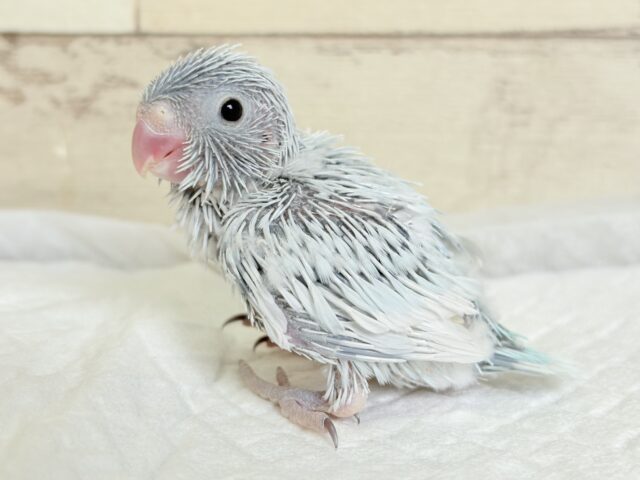 白い世界のお姫様🐣👑💗マメルリハ(アメリカンホワイト)女の子 ヒナ マメルリハ