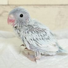 白い世界のお姫様🐣👑💗マメルリハ(アメリカンホワイト)女の子 ヒナ