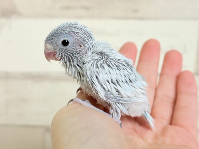 白い世界のお姫様🐣👑💗マメルリハ(アメリカンホワイト)女の子 ヒナ マメルリハ