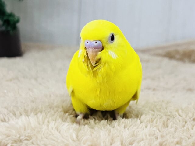 幸せを呼ぶ卵焼き?🥚💛もふもふセキセイインコ（ルチノー）