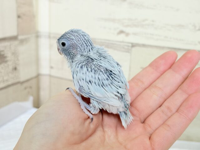 白い世界のお姫様🐣👑💗マメルリハ(アメリカンホワイト)女の子 ヒナ マメルリハ