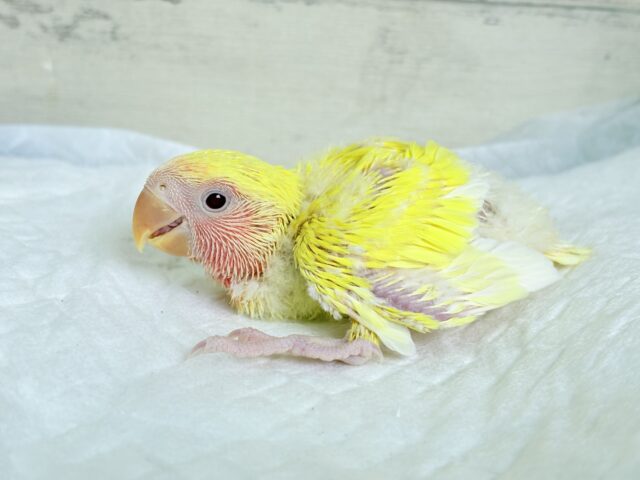 コザクラインコ（小桜インコ）