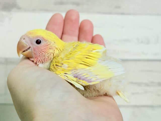 コザクラインコ（小桜インコ）