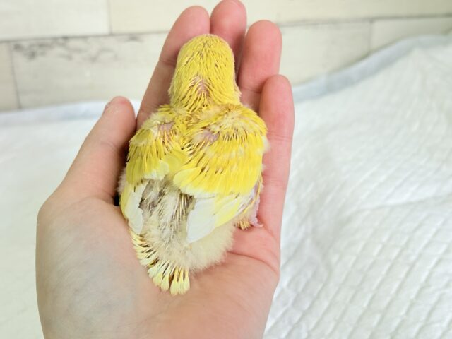 コザクラインコ（小桜インコ）