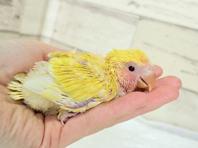 みんなを照らす太陽さん🌻☀️𓈒𓏸コザクラインコ(ルチノー) ヒナ コザクラインコ(小桜インコ)