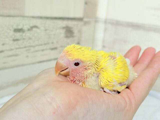 コザクラインコ（小桜インコ）