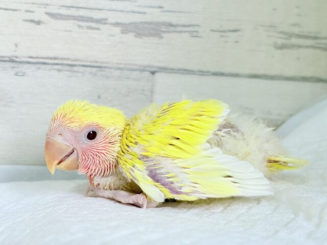 コザクラインコ（小桜インコ）