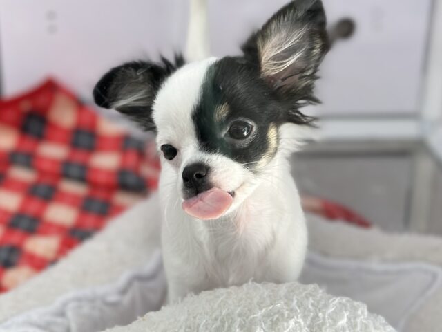 ❄️⛄️一緒に暖まりませんか?ウィンターフェア開催中🧣❄️ 説明画像です