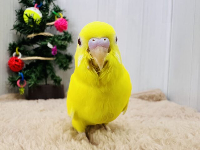 セキセイインコ