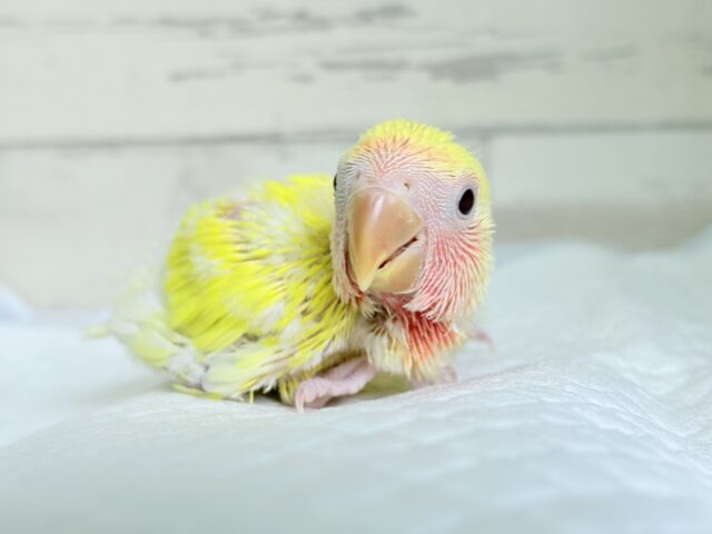 コザクラインコ（小桜インコ）