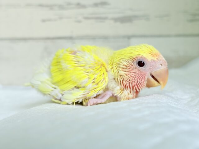 コザクラインコ（小桜インコ）