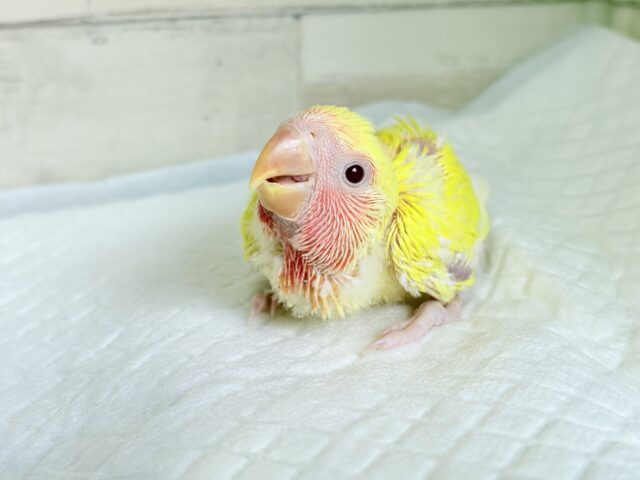 みんなを照らす太陽さん🌻☀️𓈒𓏸コザクラインコ(ルチノー) ヒナ コザクラインコ(小桜インコ)