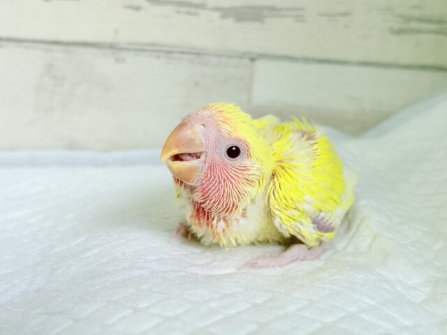 みんなを照らす太陽さん🌻☀️𓈒𓏸コザクラインコ(ルチノー) ヒナ コザクラインコ(小桜インコ)