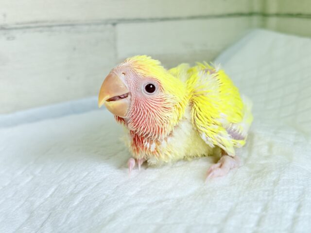 みんなを照らす太陽さん🌻☀️𓈒𓏸コザクラインコ(ルチノー) ヒナ コザクラインコ(小桜インコ)