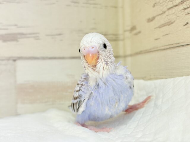 可愛さ120%💗セキセイインコ(シナモンオパーリン) ヒナ セキセイインコ