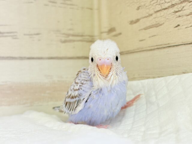 可愛さ120%💗セキセイインコ(シナモンオパーリン) ヒナ セキセイインコ