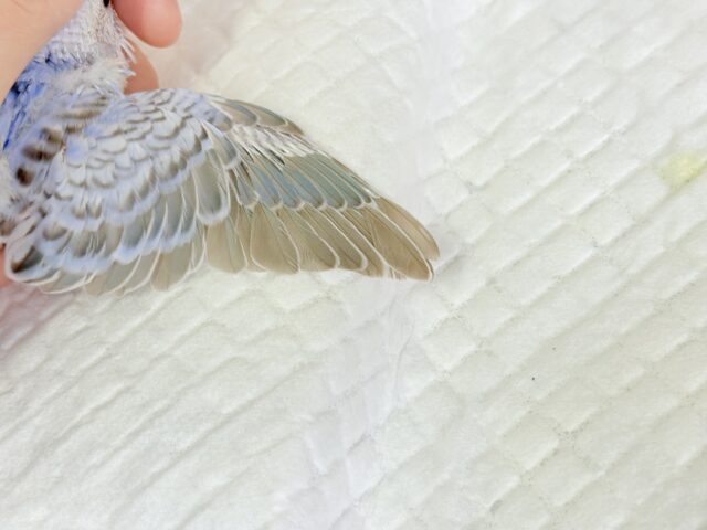 可愛さ120%💗セキセイインコ(シナモンオパーリン) ヒナ セキセイインコ