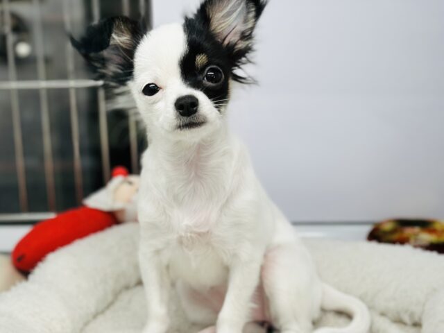 ❄️⛄️一緒に暖まりませんか?ウィンターフェア開催中🧣❄️ 説明画像です