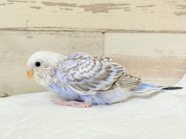 可愛さ120%💗セキセイインコ(シナモンオパーリン) ヒナ セキセイインコ