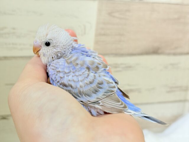 可愛さ120%💗セキセイインコ(シナモンオパーリン) ヒナ セキセイインコ