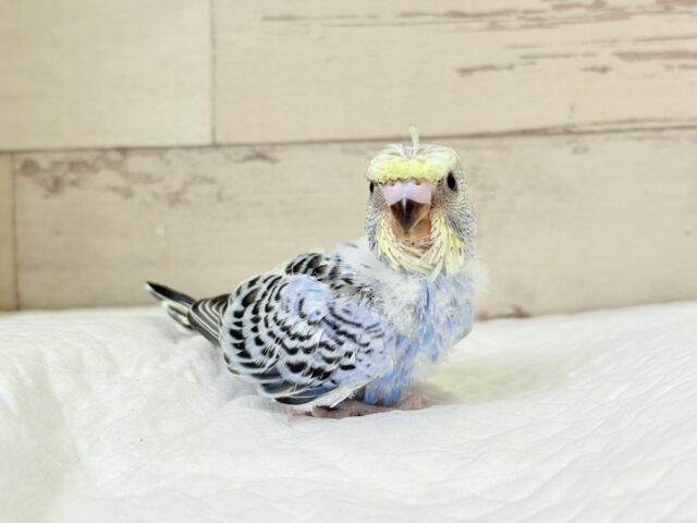 梵天セキセイインコ