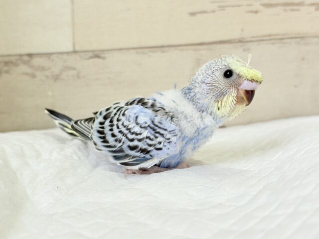 カッパさんみたいな頭に注目🐣🌀セキセイインコ(イエローフェイスオパーリン) ヒナ 梵天セキセイインコ