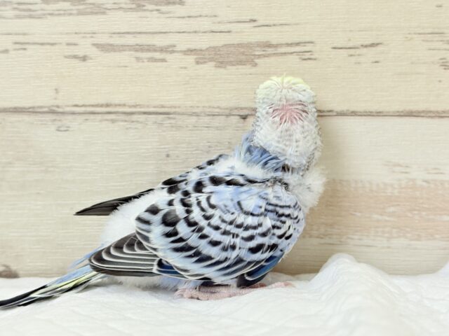 梵天セキセイインコ