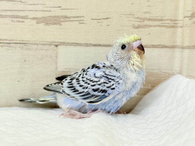 カッパさんみたいな頭に注目🐣🌀セキセイインコ(イエローフェイスオパーリン) ヒナ 梵天セキセイインコ