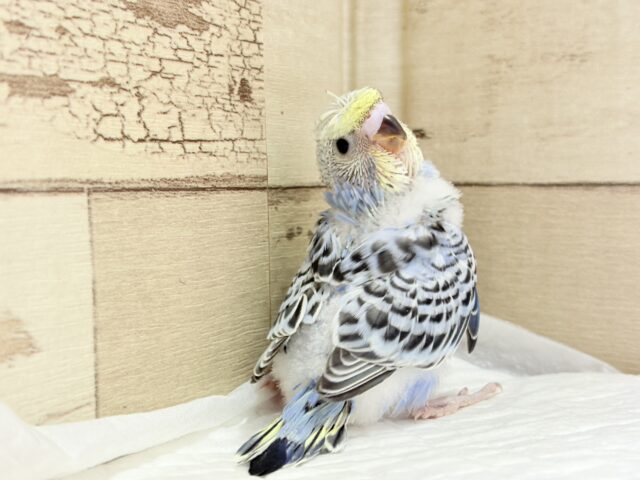 カッパさんみたいな頭に注目🐣🌀セキセイインコ(イエローフェイスオパーリン) ヒナ 梵天セキセイインコ
