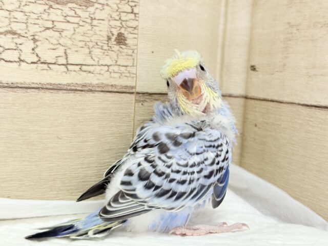 カッパさんみたいな頭に注目🐣🌀セキセイインコ(イエローフェイスオパーリン) ヒナ 梵天セキセイインコ