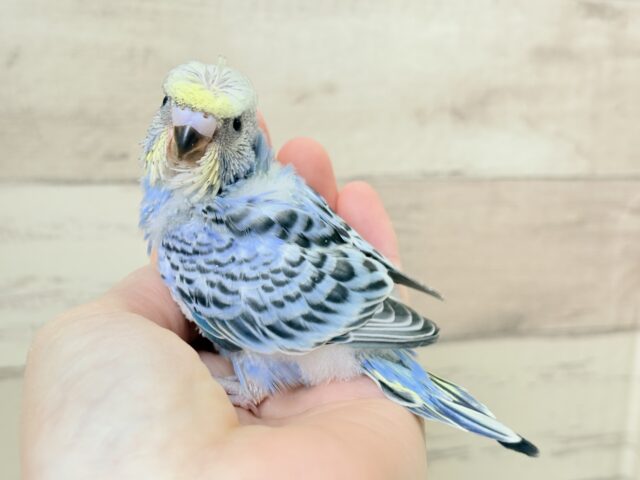 梵天セキセイインコ