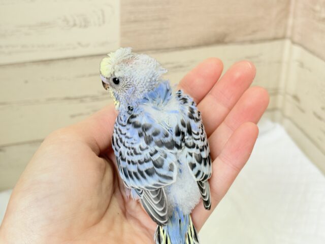 カッパさんみたいな頭に注目🐣🌀セキセイインコ(イエローフェイスオパーリン) ヒナ 梵天セキセイインコ