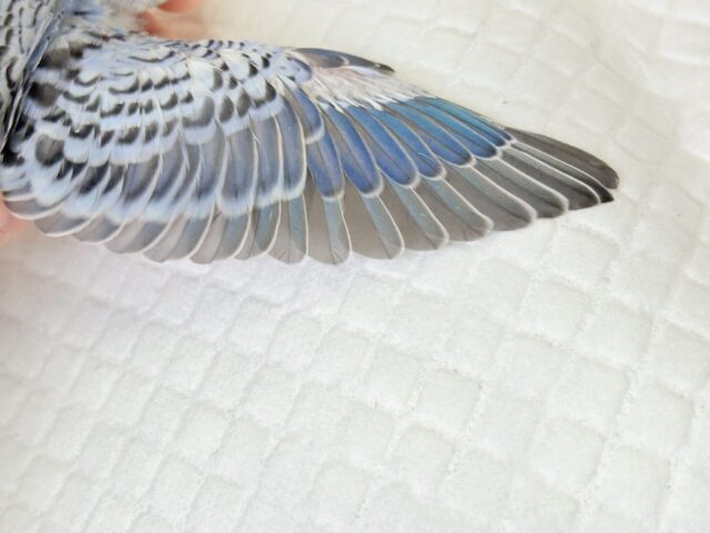 梵天セキセイインコ