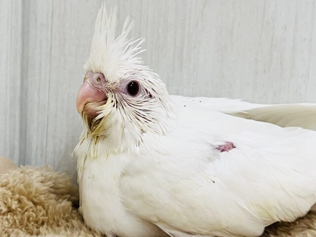 きらきらルビーアイの天使が舞い降りた🪽オカメインコ（ピュアホワイト）