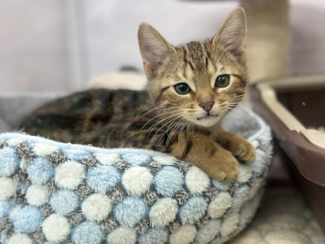 ❄️⛄️一緒に暖まりませんか?ウィンターフェア開催中🧣❄️ 説明画像です