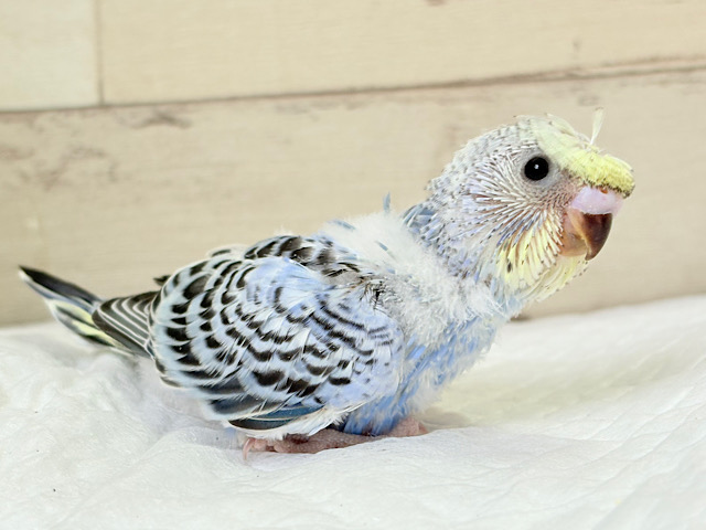 カッパさんみたいな頭に注目🐣🌀セキセイインコ(イエローフェイスオパーリン) ヒナ カッパさんみたいな頭に注目🐣🌀セキセイインコ(イエローフェイスオパーリン) ヒナ