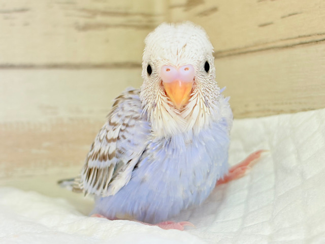 可愛さ120%💗セキセイインコ(シナモンオパーリン) ヒナ 可愛さ120%💗セキセイインコ(シナモンオパーリン) ヒナ