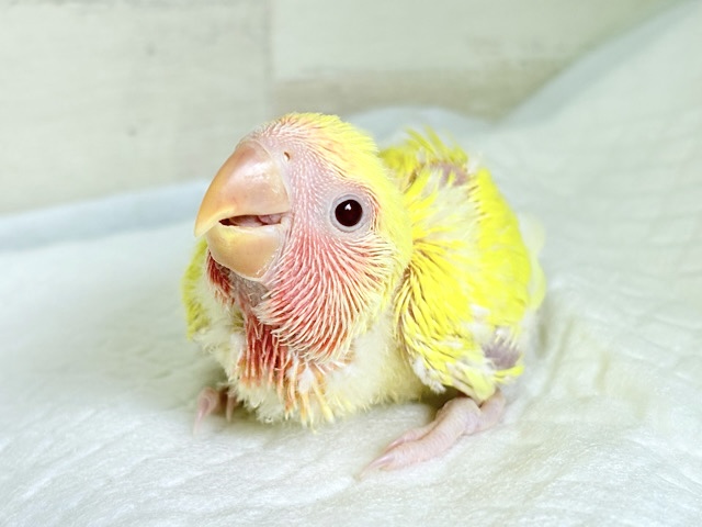 みんなを照らす太陽さん🌻☀️𓈒𓏸コザクラインコ(ルチノー) ヒナ みんなを照らす太陽さん🌻☀️𓈒𓏸コザクラインコ(ルチノー) ヒナ