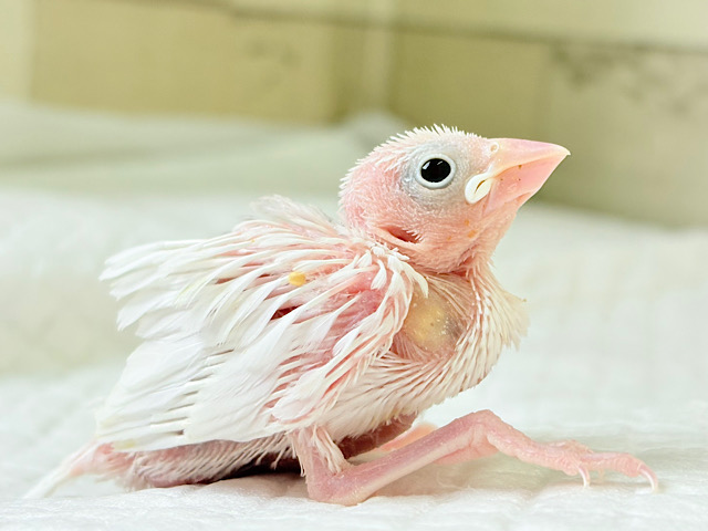 ぽけぽけ〜っと( ´-` ).｡oO白文鳥 ヒナ