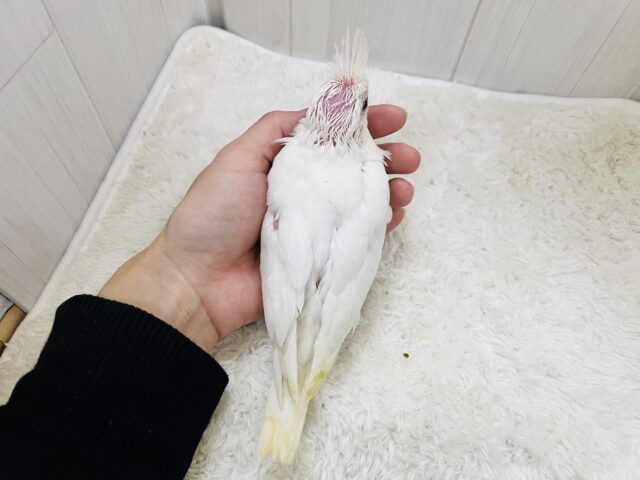 オカメインコ
