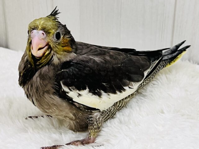 オカメインコ